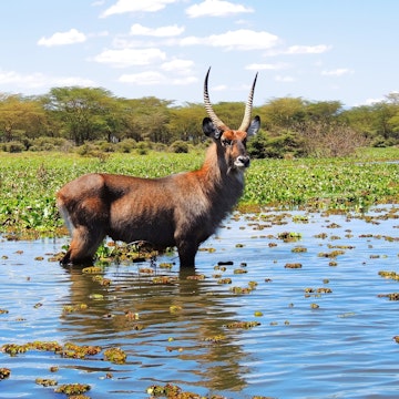 waterbuck in lake naivasha, kenya, africa