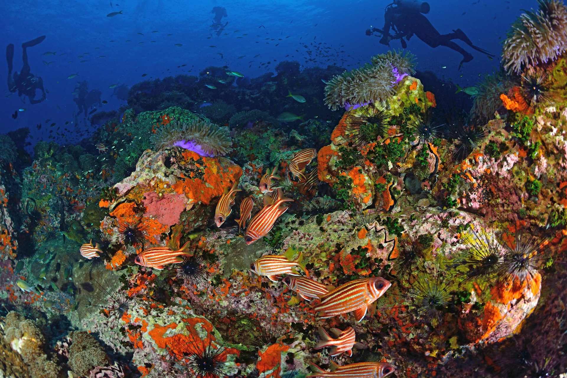 Divers explore the vibrant fish life and coral in Koh Tao
