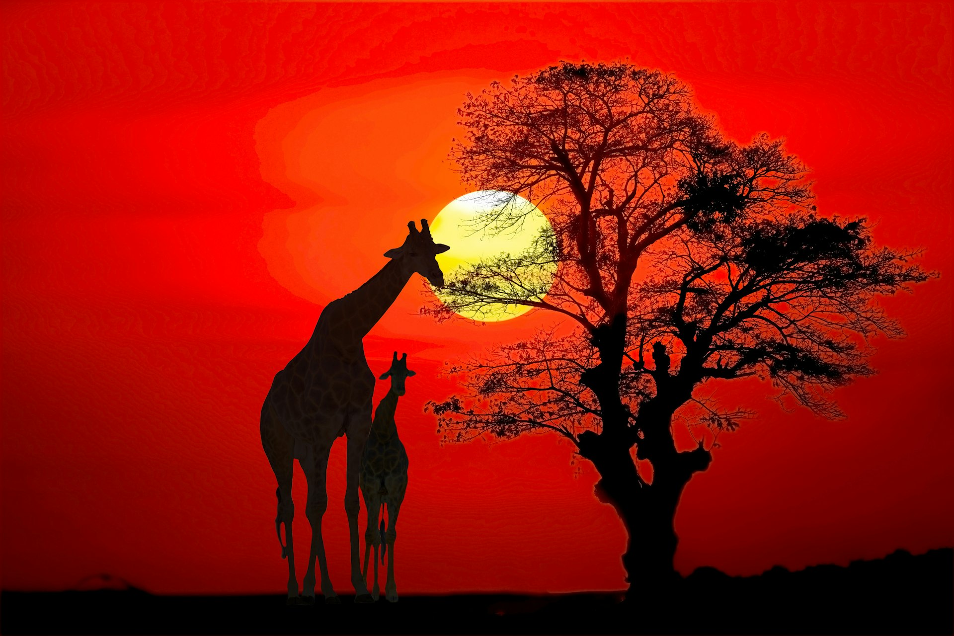 Setting sun with silhouettes of giraffes and trees on safari in Tanzania