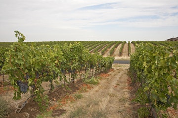 Beautiful vineyard with rows of vines of Merlot grapes on rolling hills near Walla Walla, Washington.