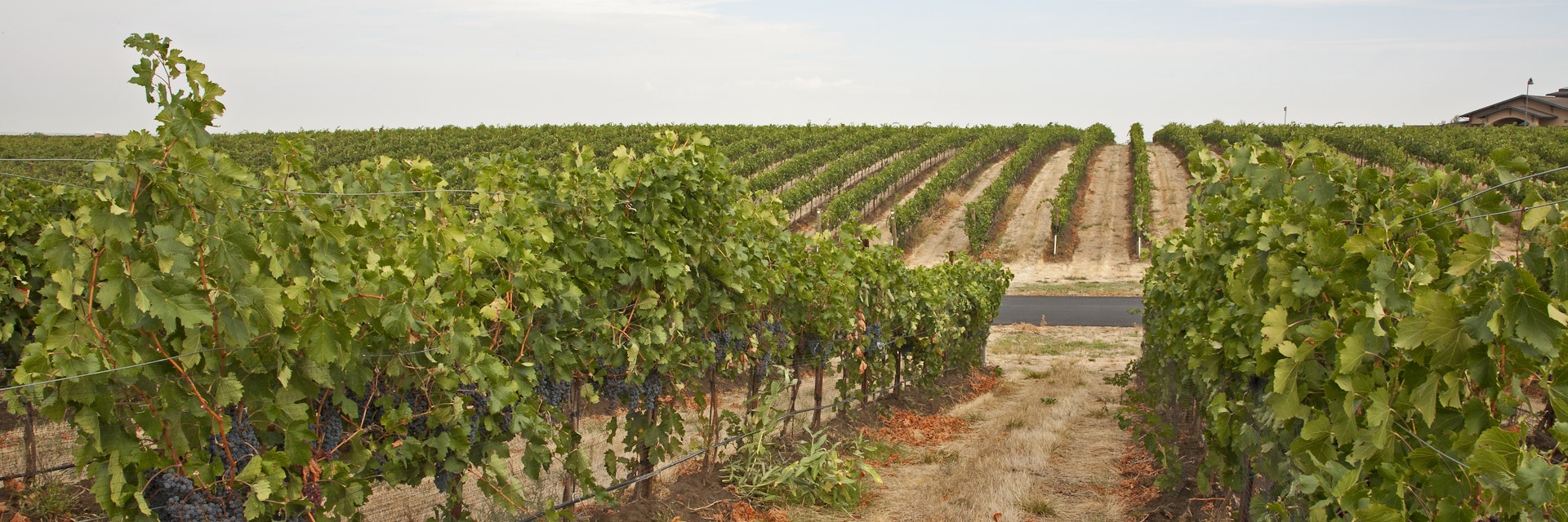 Beautiful vineyard with rows of vines of Merlot grapes on rolling hills near Walla Walla, Washington.