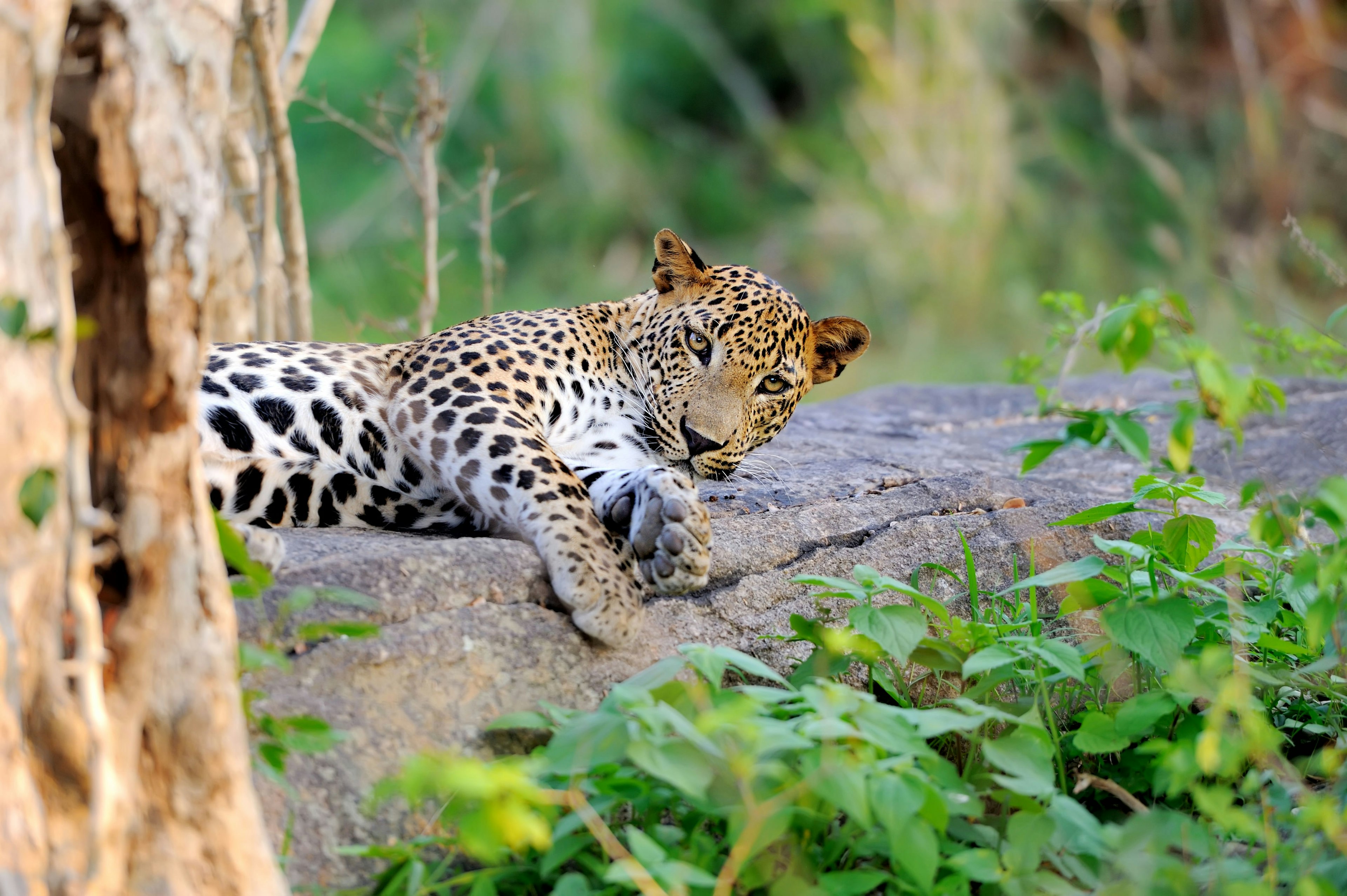 A spotted cat-like creature lies in the dirt near a tree and looks into the camera with its yellow eyes