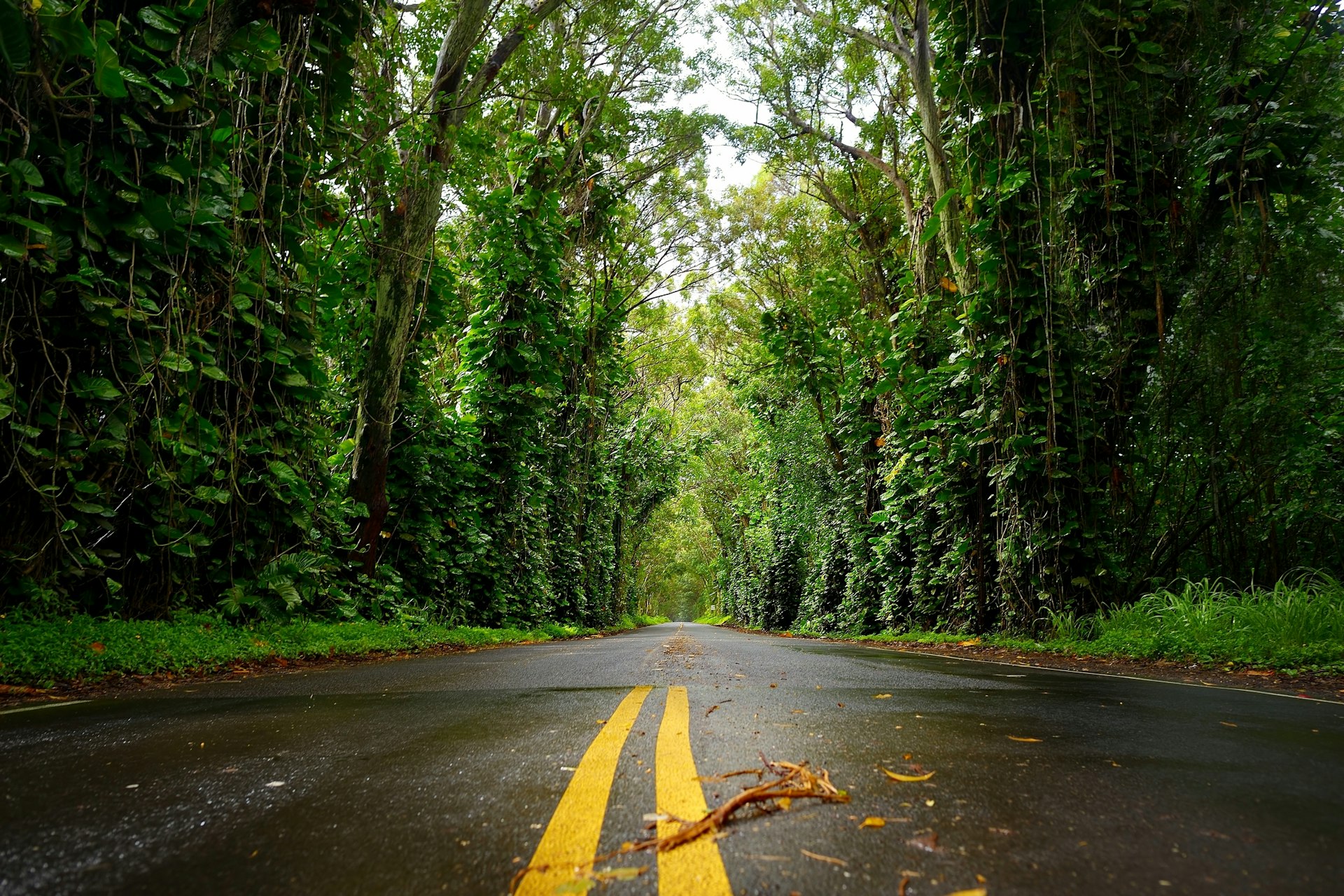 Eucalyptus tree tunnel near Koloa Town on Kauai, Hawaii