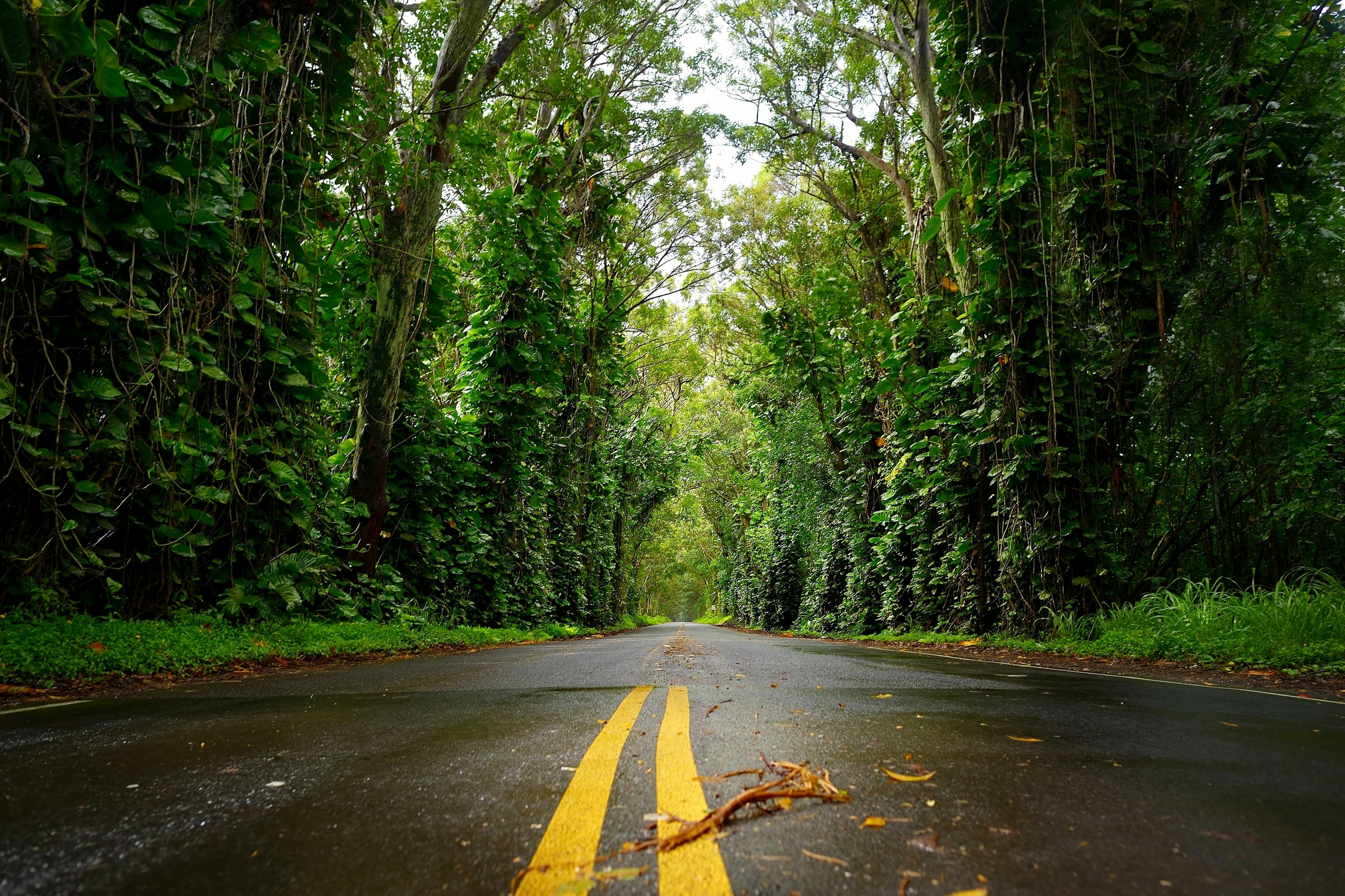 Eucalyptus tree tunnel near Koloa Town on Kauai, Hawaii