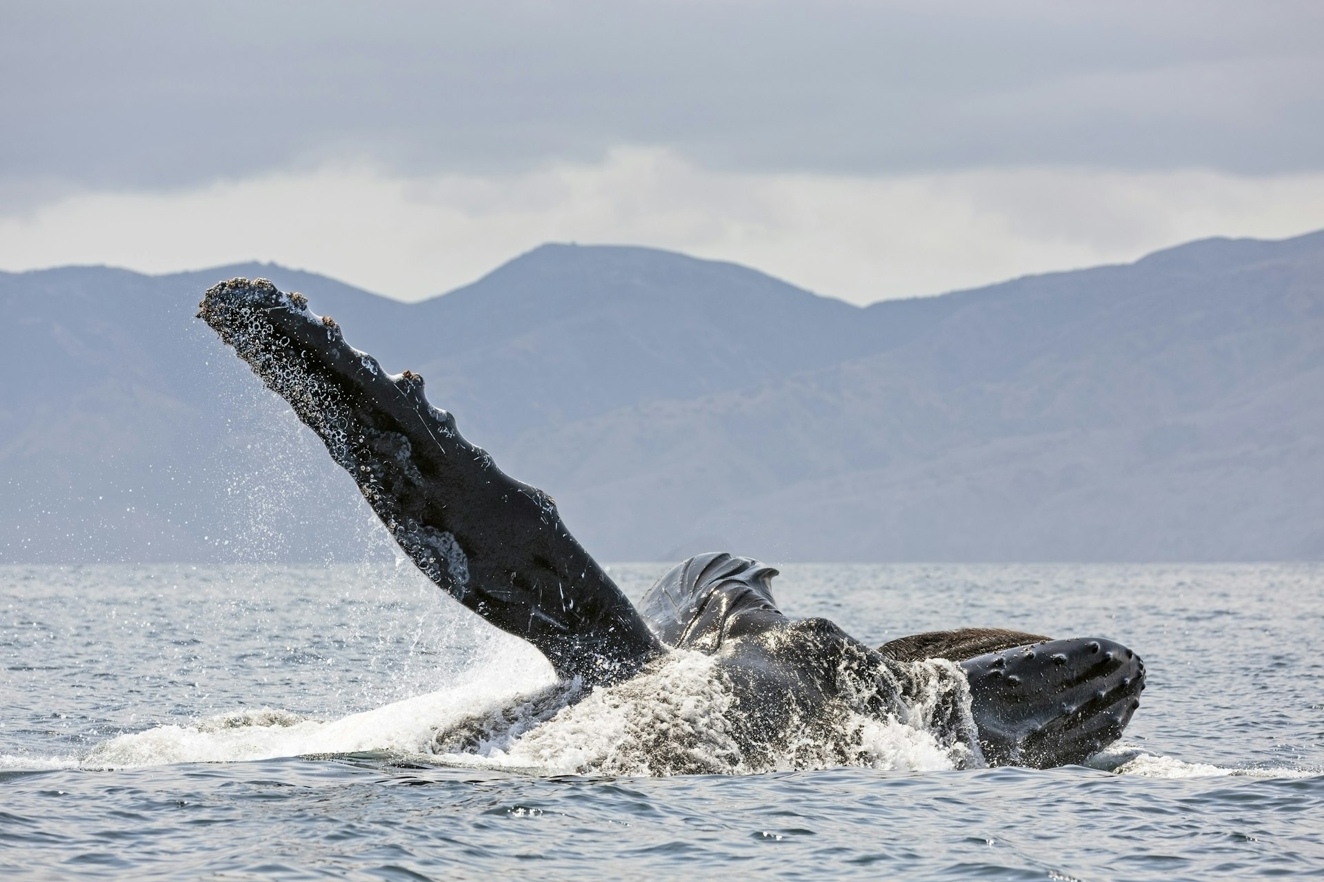 Humpback Whale in the Channel Islands National Park, California