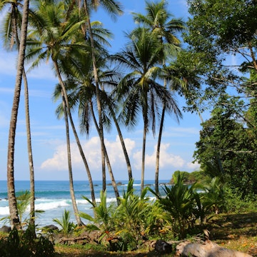 The jungle meets the sea at playa Uvita.