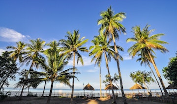Coconut Trees on Beach Resort - Donsol, Sorsogon, Philippines