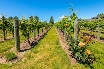 NOVEMBER 19, 2014: Vineyards in New Zealand's wine country is located in Napier near Hawke's Bay.