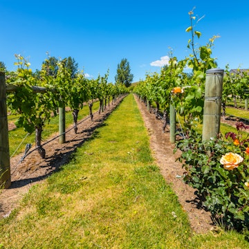 NOVEMBER 19, 2014: Vineyards in New Zealand's wine country is located in Napier near Hawke's Bay.