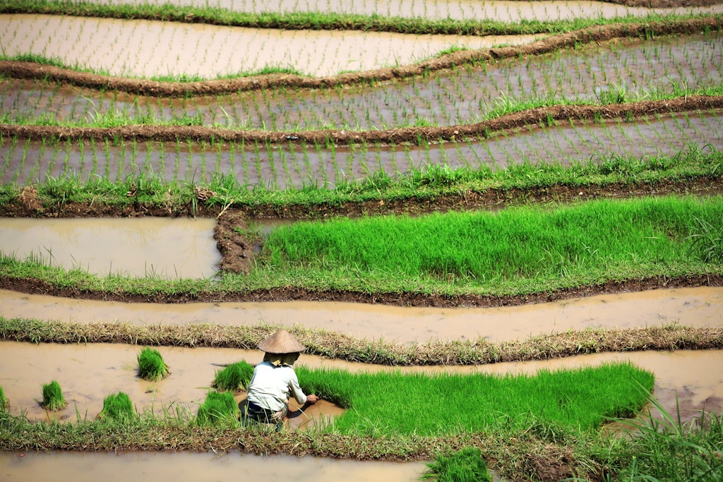 Getting around in Bali - Lonely Planet