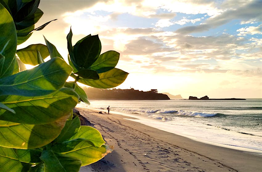 Green leaves catch the sunset light, with surf-friendly waves seen in the distance, at Popoyo Beach, Nicaragua