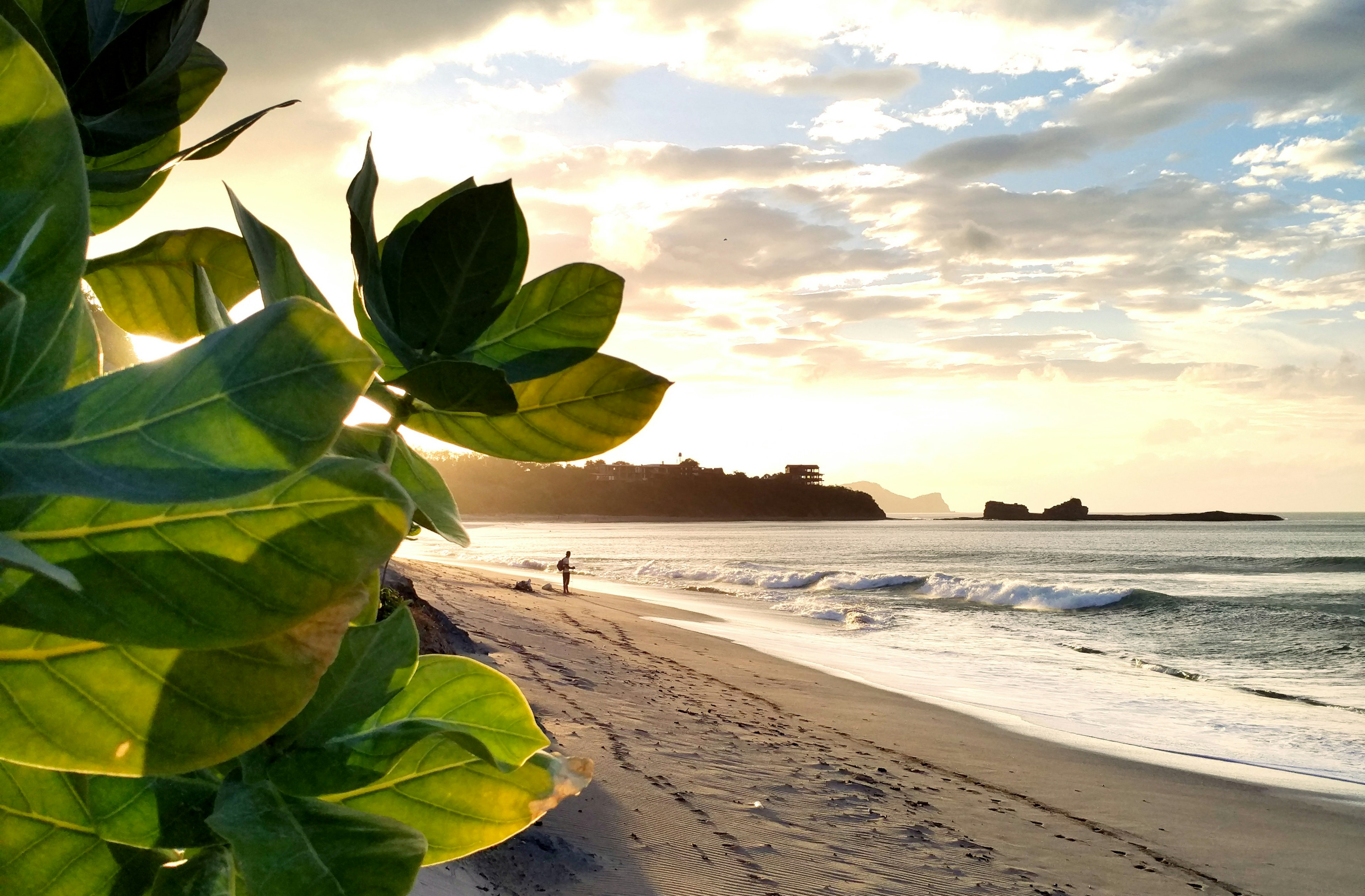 Green leaves catch the light of sunset, with surf-friendly waves pounding the sandy beach