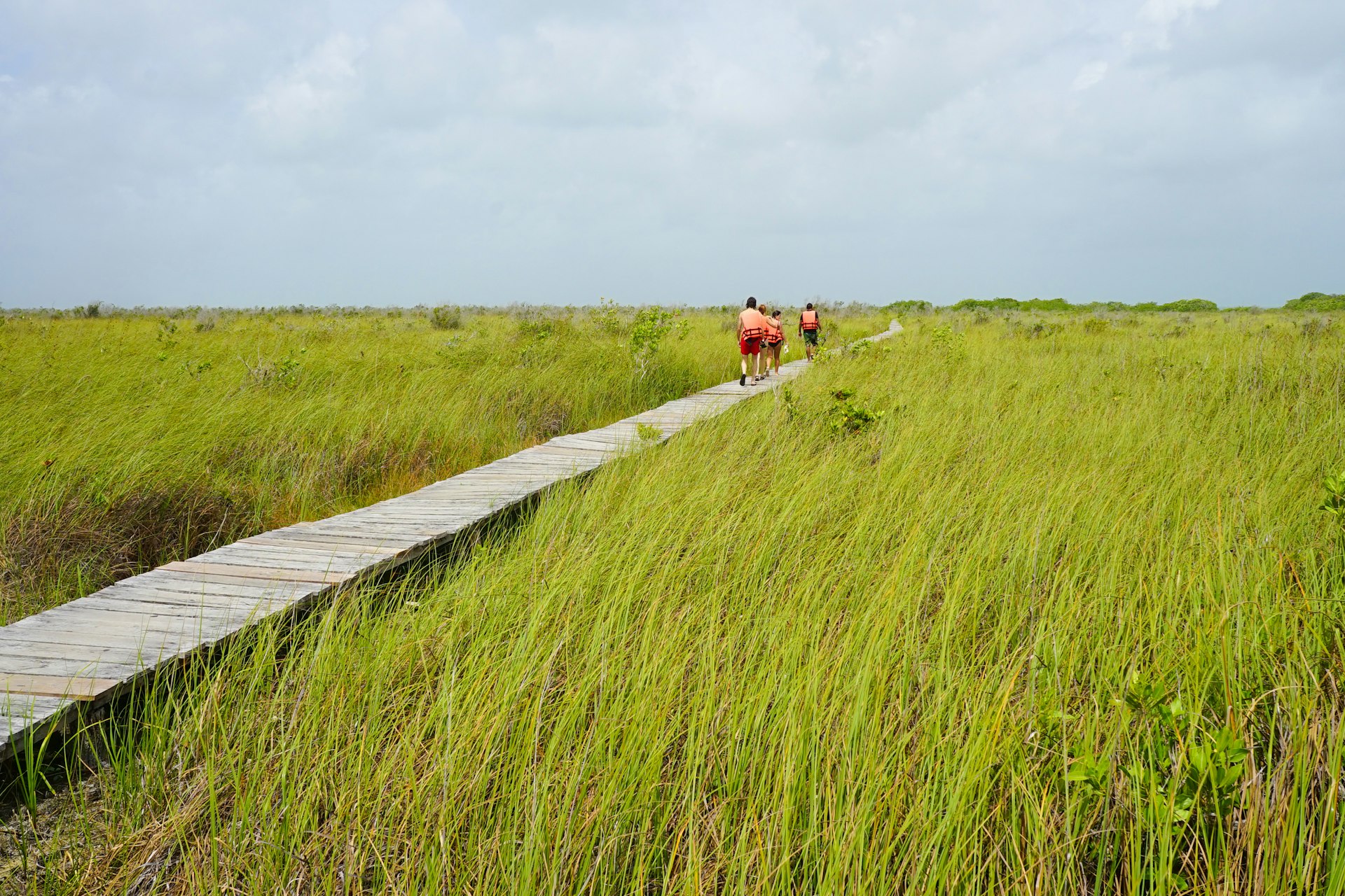 Visitors walk on a wooden boardwalk through lush green wetlands of Sian Ka'an Biosphere Reserve