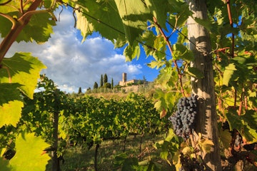 Chianti, September 2017: Grapes in characteristic Tuscany vineyard landscape , on September 2017 in Chianti, Italy