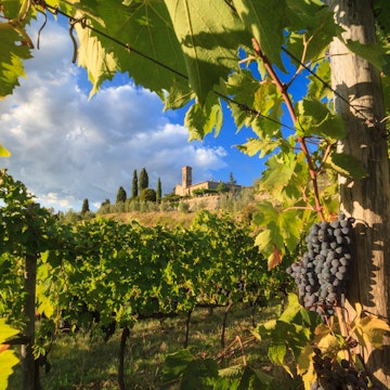 Chianti, September 2017: Grapes in characteristic Tuscany vineyard landscape , on September 2017 in Chianti, Italy