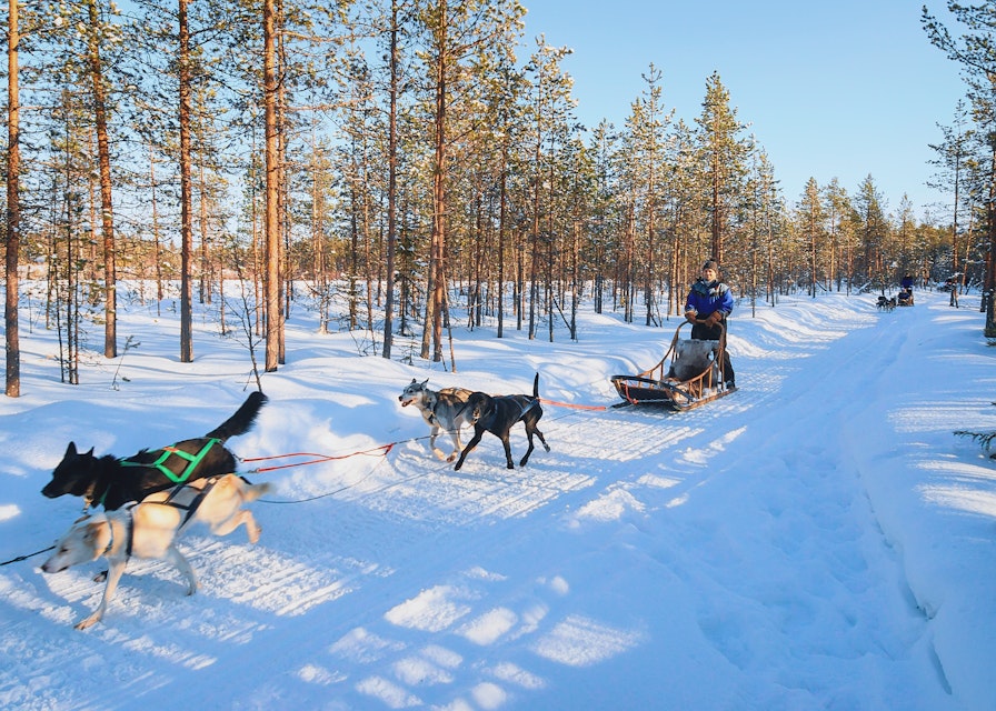 Rovaniemi, Finland - March 5, 2017: Family riding husky dogs sledge in Rovaniemi, Lapland in winter Finland