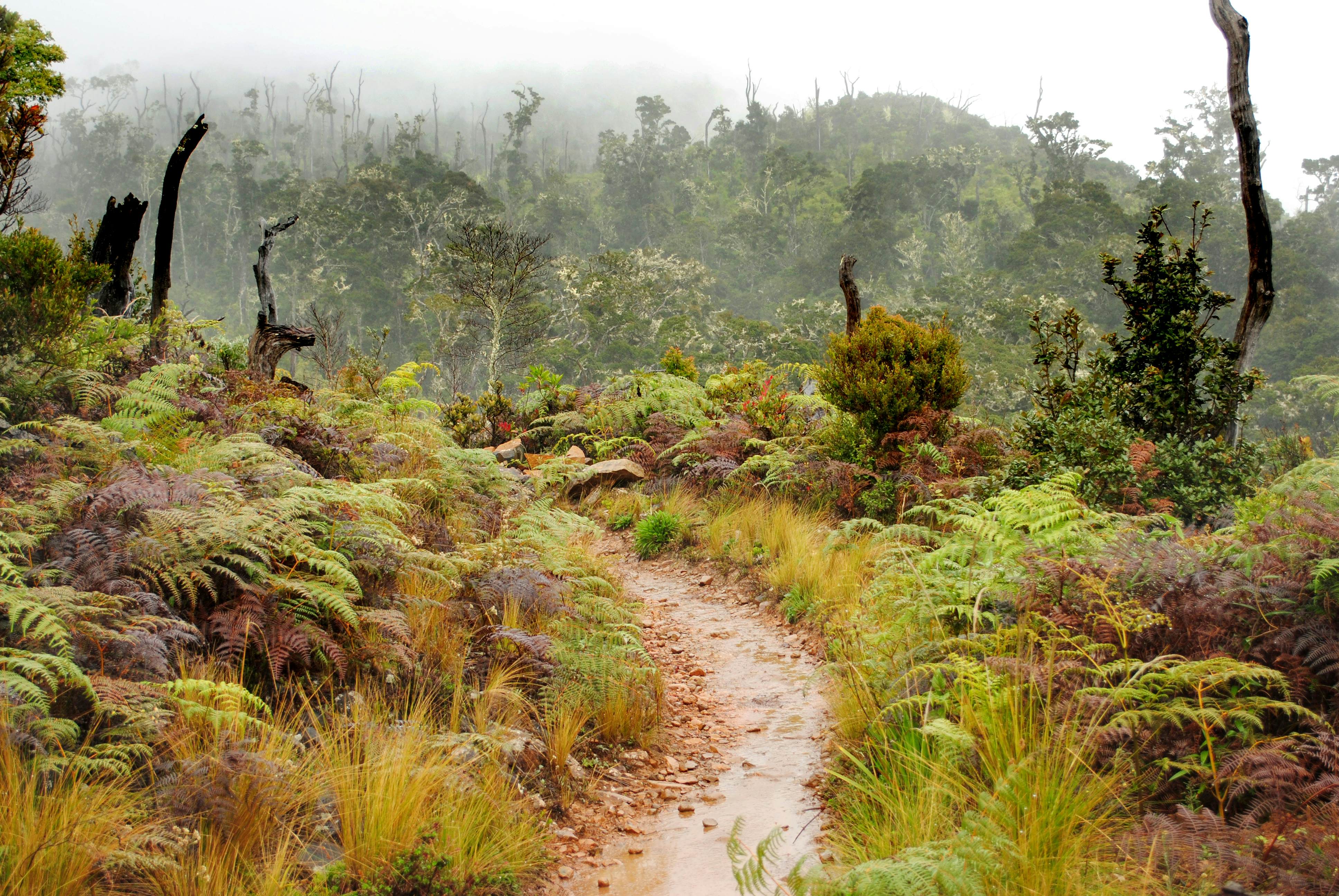 A walking track through ferns in a misty area of the Chirripo National Park.