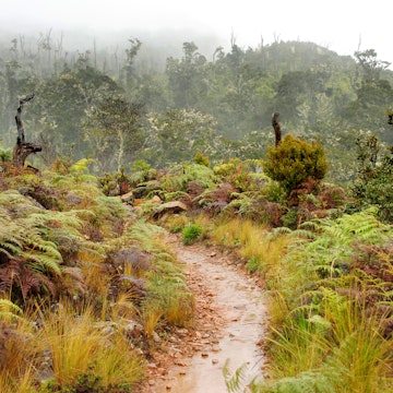 A walking track through ferns in a misty area of the Chirripo National Park.