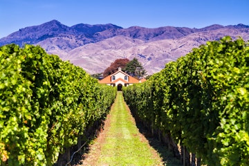 Row of grape vines leading to a white building at a vineyard in Blenheim.