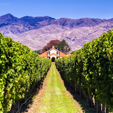 Row of grape vines leading to a white building at a vineyard in Blenheim.