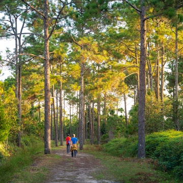 trekking Trail in Phu kradueng National park ,Loei , Thailand.; Shutterstock ID 1214161663; your: Erin Lenczycki; gl: 65050; netsuite: Online Editorial; full: Destination update