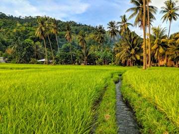 Rice paddy in Cagayan De Oro, Mindanao, The Philippines ; Shutterstock ID 1310033902; your: Erin Lenczycki; gl: 65050; netsuite: Online Editorial; full: Destination update