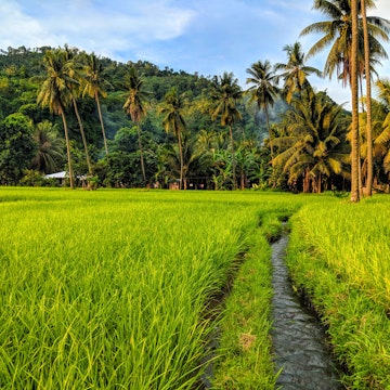 Rice paddy in Cagayan De Oro, Mindanao, The Philippines ; Shutterstock ID 1310033902; your: Erin Lenczycki; gl: 65050; netsuite: Online Editorial; full: Destination update