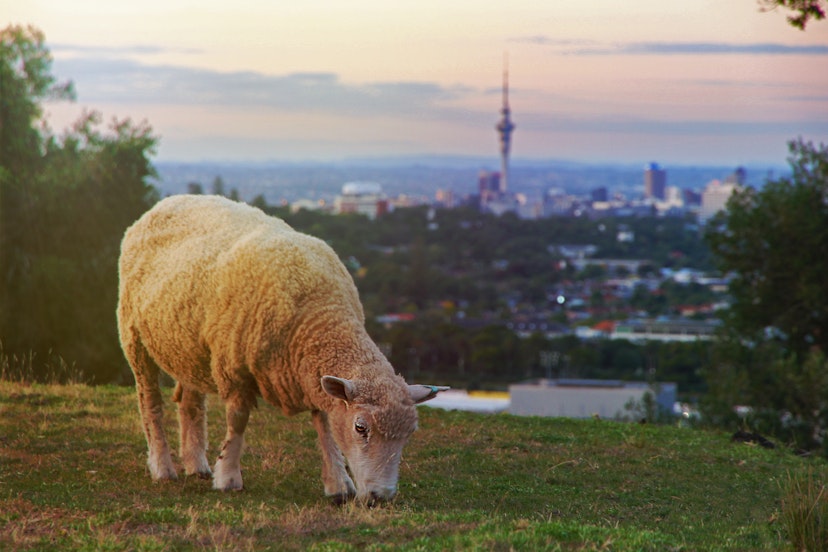 A sheep grazing on Mount Eden, Auckland, New Zealand during sunset. In the background the Sky Tower rises over the biggest city of the country. Sheep are one of New Zealand's most exported products.; Shutterstock ID 1384907099; your: Brian Healy; gl: 56530; netsuite: Lonely Planet Editorial; full: Best neighborhoods in Auckland