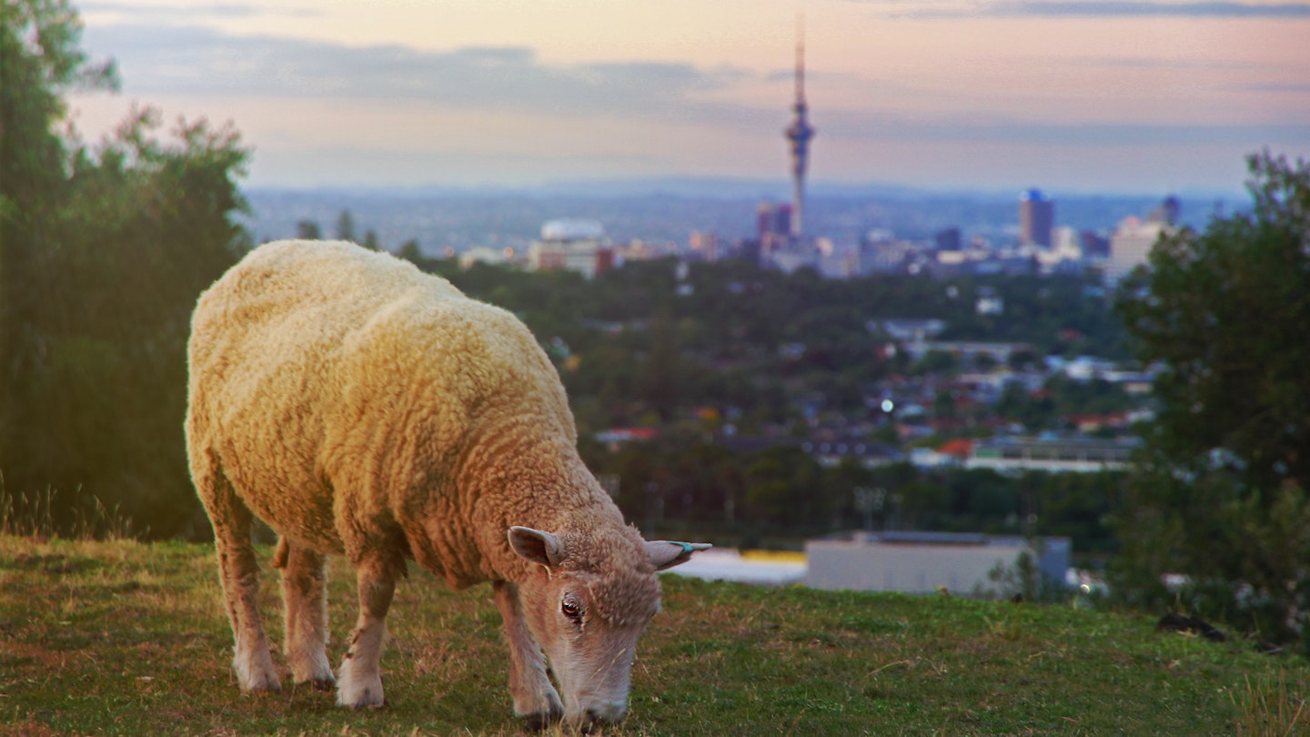A sheep grazing on Mount Eden, Auckland, New Zealand during sunset. In the background the Sky Tower rises over the biggest city of the country. Sheep are one of New Zealand's most exported products.; Shutterstock ID 1384907099; your: Brian Healy; gl: 56530; netsuite: Lonely Planet Editorial; full: Best neighborhoods in Auckland