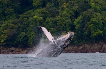 .Humpback whale jumping out of the water off the coast of Nuquí in Colombia.; Shutterstock ID 1507225304; your: Erin Lenczycki; gl: 65050; netsuite: Online Editorial; full: Destination update