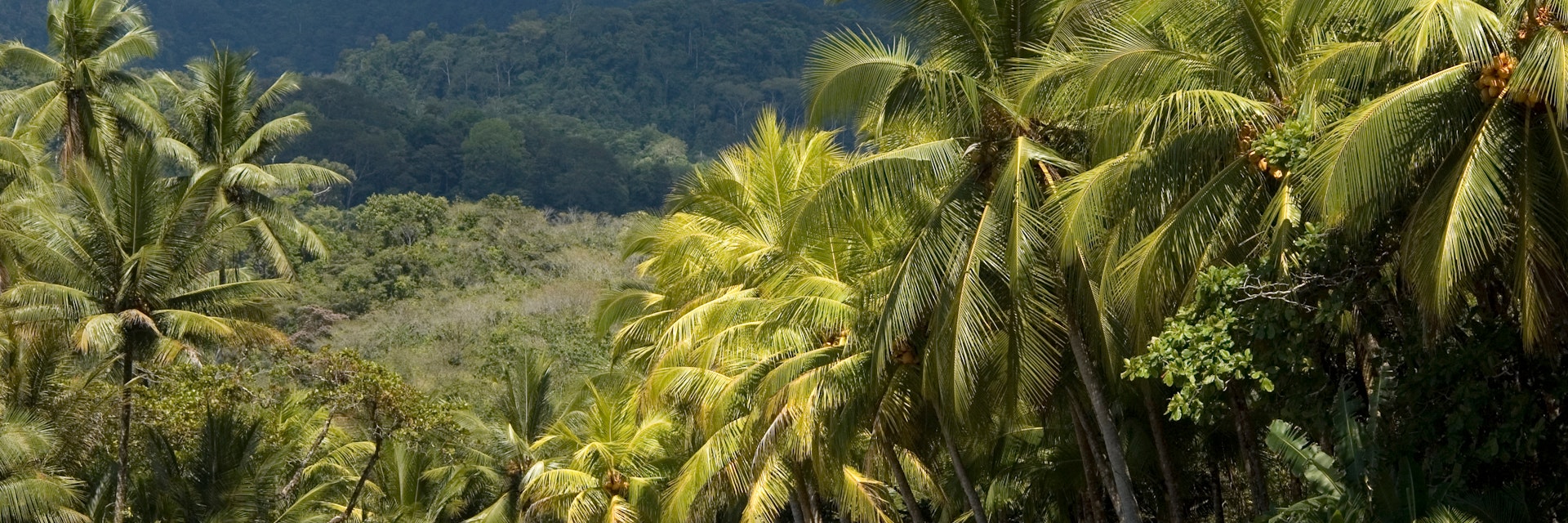 Landscape with palm trees, South Costa Rica, near Ojochal. Central America.; Shutterstock ID 1612848757; your: Erin Lenczycki; gl: 65050; netsuite: Online Editorial; full: Destination update