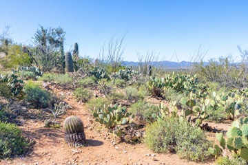 A variety of cacti grow on a hillside in the desert; Shutterstock ID 1667362525; your: Erin Lenczycki; gl: 65050; netsuite: Online Editorial; full: Destination update