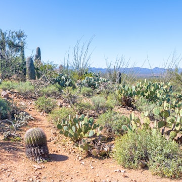 A variety of cacti grow on a hillside in the desert; Shutterstock ID 1667362525; your: Erin Lenczycki; gl: 65050; netsuite: Online Editorial; full: Destination update