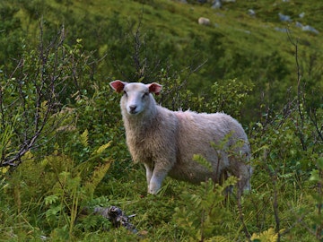 Cute lonely sheep with white fur standing between green bushes and looking at camera near hiking path to Måtinden peak in the north of Andøya island, Vesterålen, Norway in late summer.; Shutterstock ID 1865936701; your: Erin Lenczycki; gl: 65050; netsuite: Online Editorial; full: Destination update