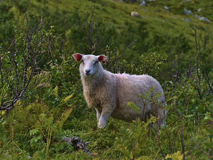 Cute lonely sheep with white fur standing between green bushes and looking at camera near hiking path to Måtinden peak in the north of Andøya island, Vesterålen, Norway in late summer.; Shutterstock ID 1865936701; your: Erin Lenczycki; gl: 65050; netsuite: Online Editorial; full: Destination update