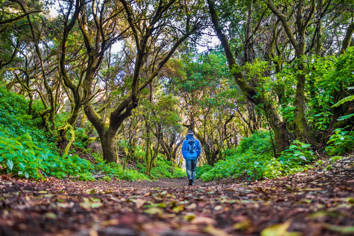 Tourist hiking through laurisilva forest on El Hierro, Canary Islands