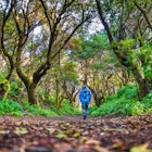 Tourist hiking through laurisilva forest on El Hierro, Canary Islands