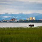 Anchorage Alaska & Grazing Moose; Shutterstock ID 685069195; your: Tasmin Waby; gl: 65050; netsuite: Online Editorial; full: Demand Project