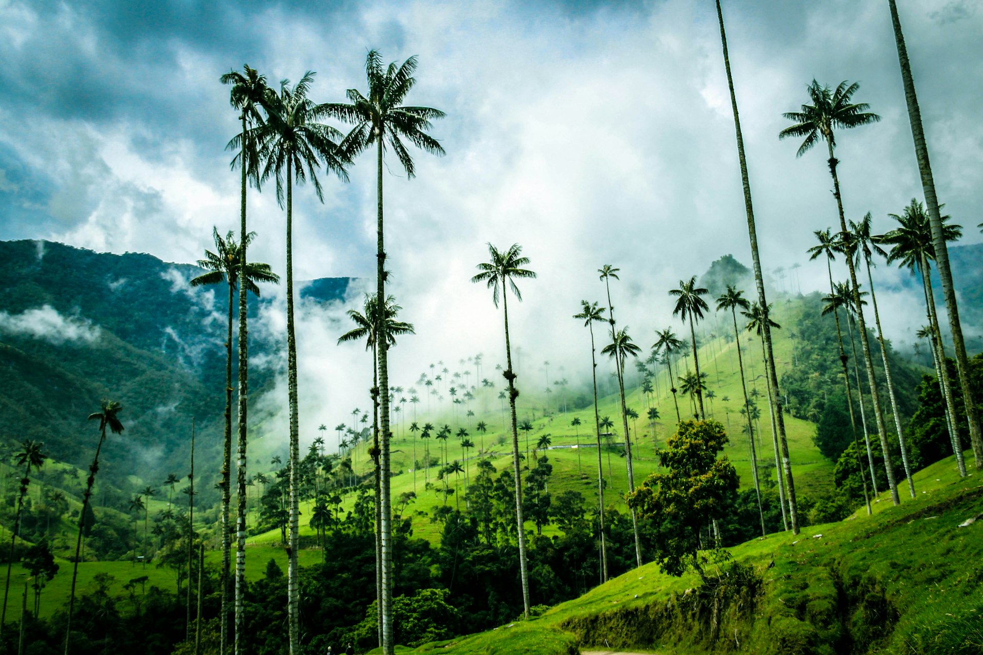 Quindio wax palms in the Cocora Valley, Colombia