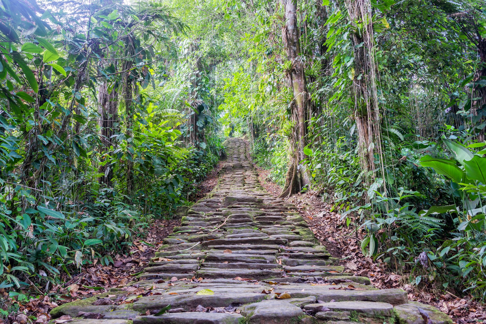 Stone stairs in the dense green jungle at Ciudad Perdida, the lost city of Colombia, in Parque Nacional Natural Sierra Nevada de Santa Marta