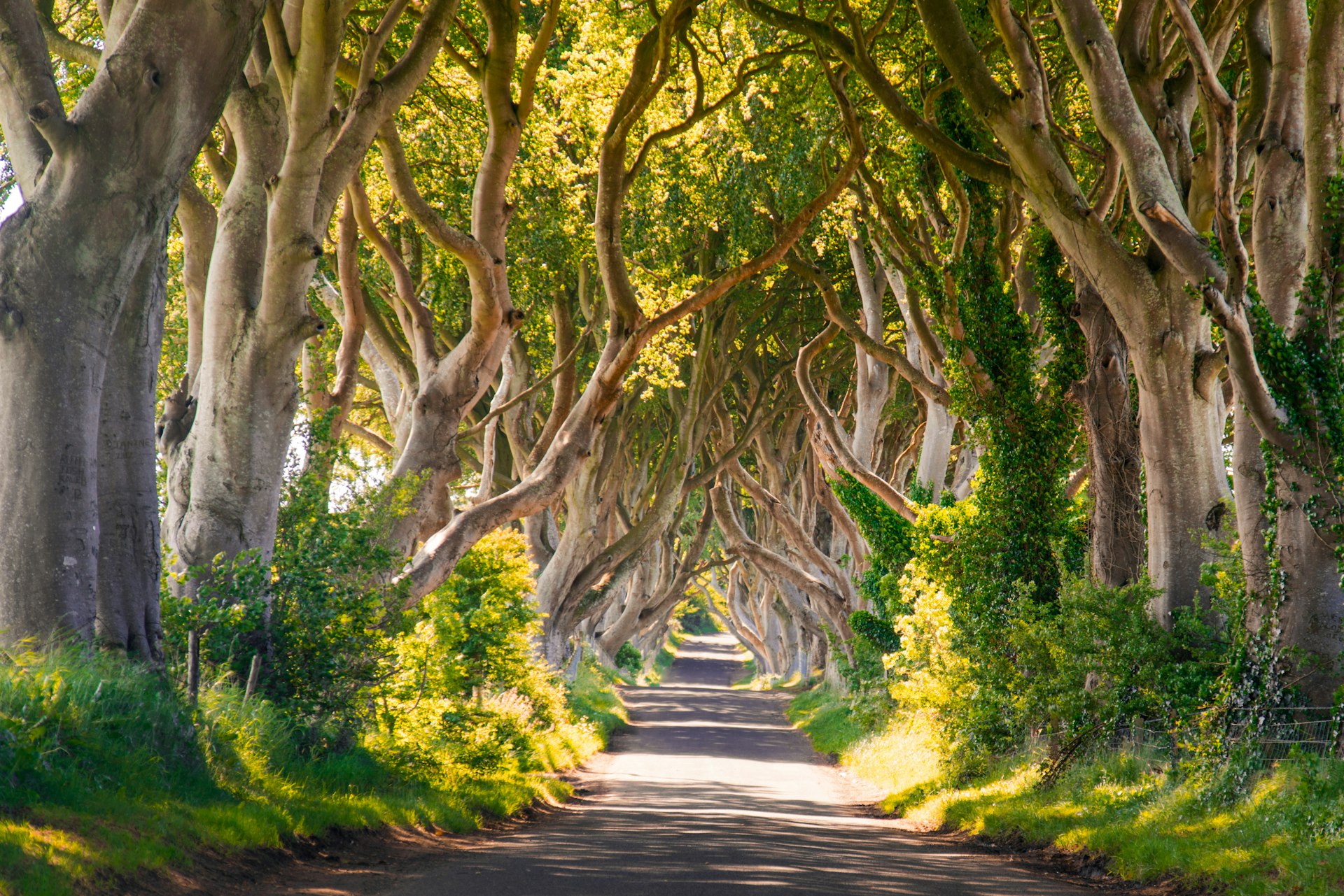The Dark Hedges is a stand of 300 year old Beech trees on a unique stretch of the Bregagh Road near Armoy, in Northern Ireland.