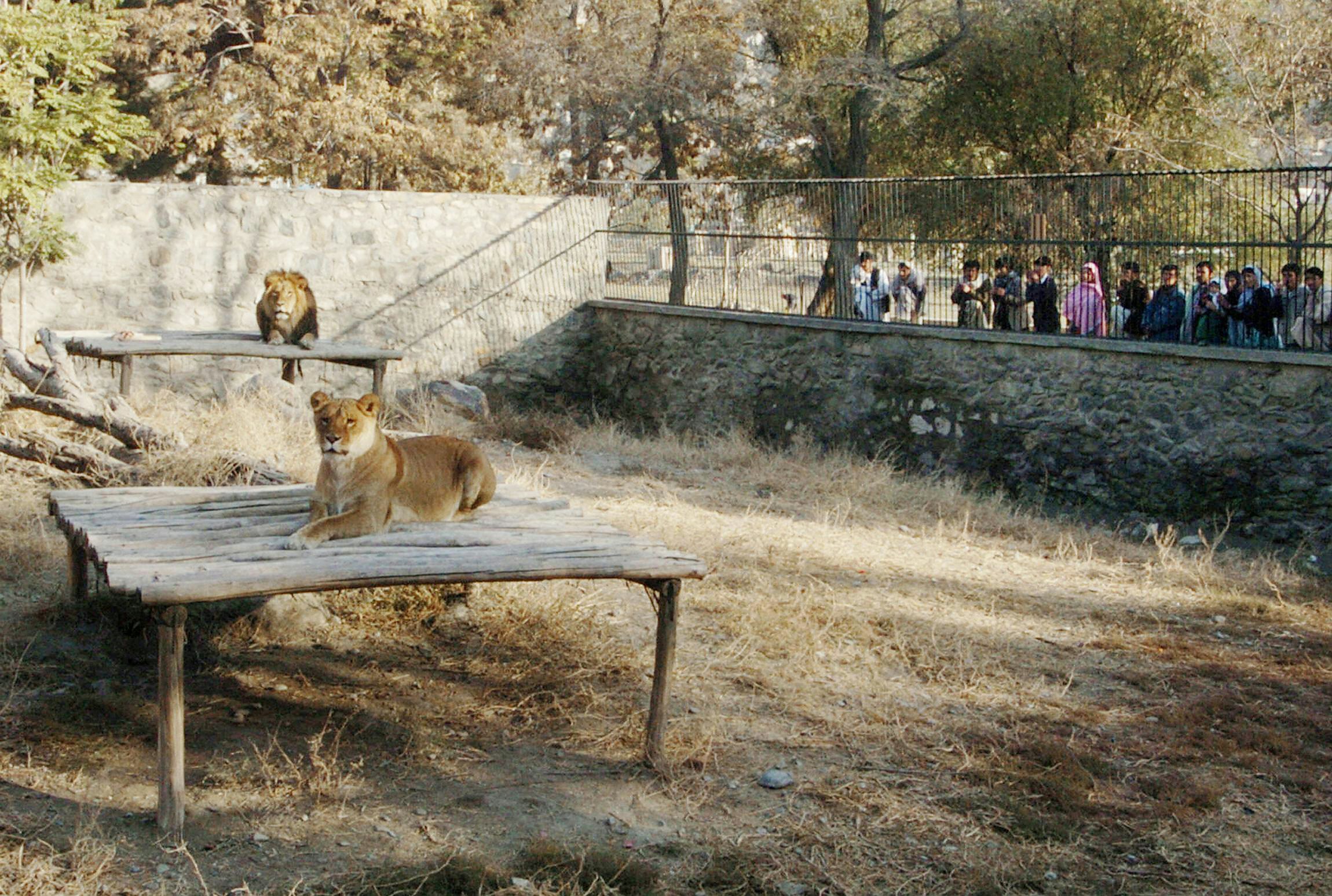 KABUL, AFGHANISTAN:  People watch two lions sitting inside the zoo in Kabul, 14 November 2005. Kabul Zoo has a collection of about 500 animals. But a decade of conflict in the 1980s, followed by years of tribal fighting around the Afghan capital, has left the zoo in shambles.    AFP PHOTO / SHAH Marai  (Photo credit should read SHAH MARAI/AFP via Getty Images)