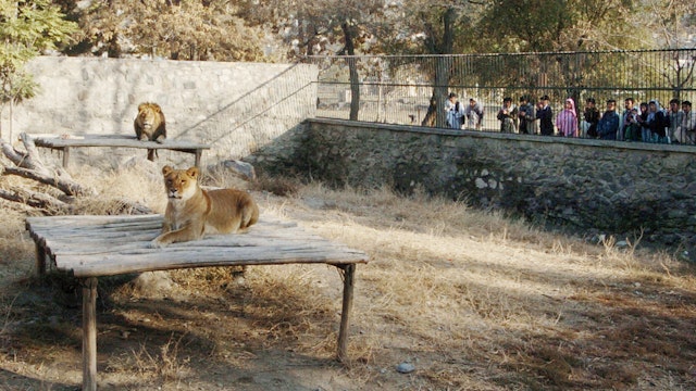 KABUL, AFGHANISTAN:  People watch two lions sitting inside the zoo in Kabul, 14 November 2005. Kabul Zoo has a collection of about 500 animals. But a decade of conflict in the 1980s, followed by years of tribal fighting around the Afghan capital, has left the zoo in shambles.    AFP PHOTO / SHAH Marai  (Photo credit should read SHAH MARAI/AFP via Getty Images)