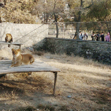 KABUL, AFGHANISTAN: People watch two lions sitting inside the zoo in Kabul, 14 November 2005. Kabul Zoo has a collection of about 500 animals. But a decade of conflict in the 1980s, followed by years of tribal fighting around the Afghan capital, has left the zoo in shambles. AFP PHOTO / SHAH Marai (Photo credit should read SHAH MARAI/AFP via Getty Images)