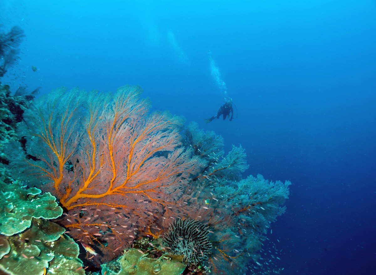 A diver approaches a sea fan at South Park, Clerke Reef, Rowley Shoals, Western Australia
