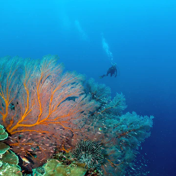 A diver approaches a sea fan at South Park, Clerke Reef, Rowley Shoals, Western Australia