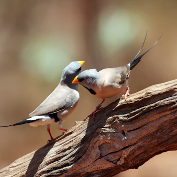 DYBD0H Two Long-tailed Finch perched, Broome Bird Observatory, Western Australia