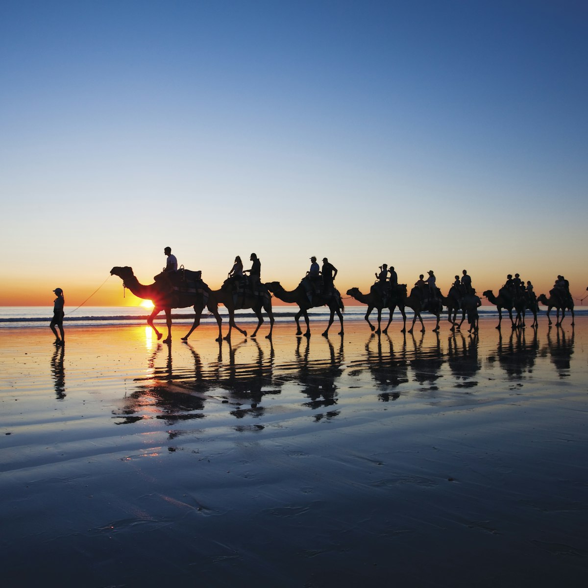Camels walking on Cable Beach, Broome, Western Australia during sunset