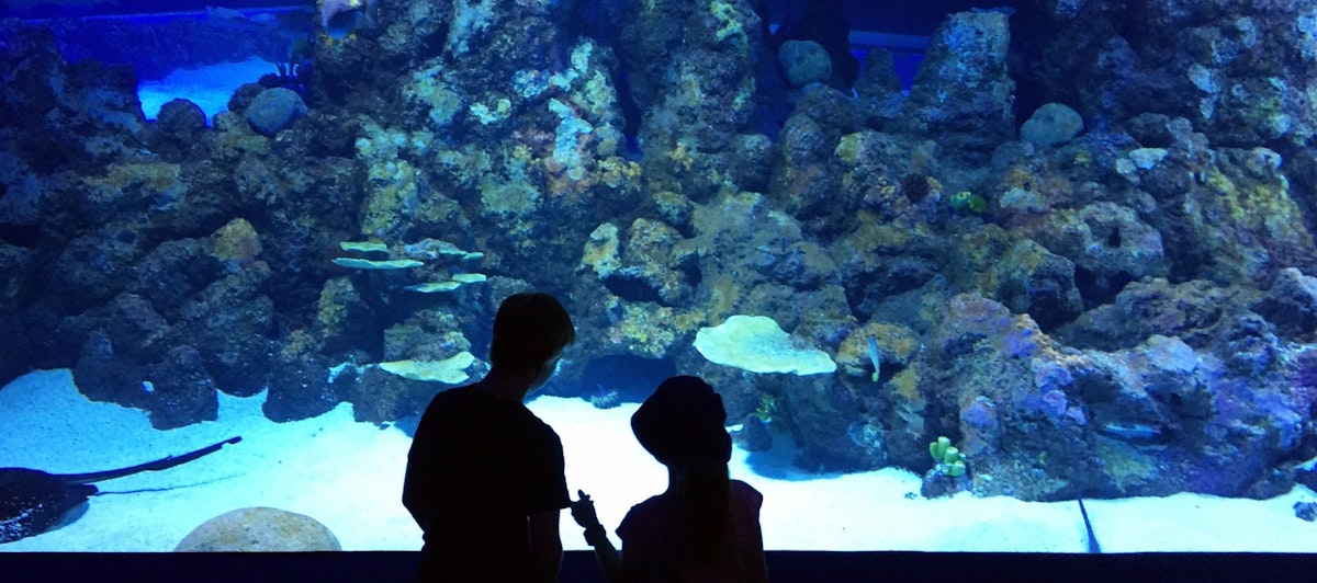 Cairns, Queensland / Australia - December 4 2017: Two children look at fish in the Cairns Aquarium.