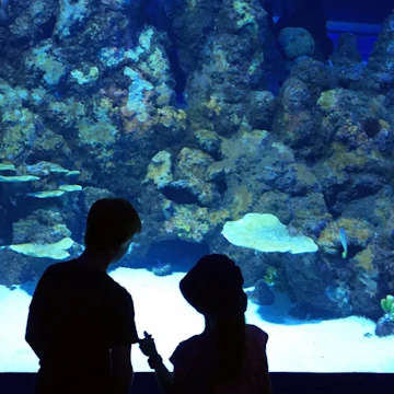 Cairns, Queensland / Australia - December 4 2017: Two children look at fish in the Cairns Aquarium.